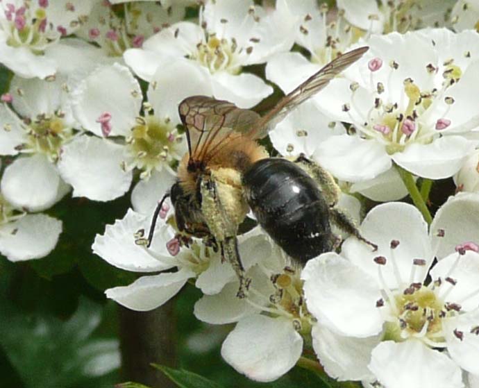 Honey bee on Mayflower